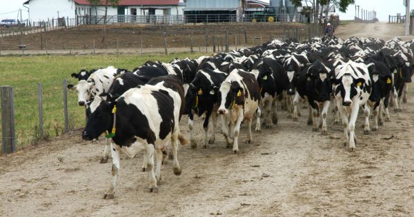 Difunden Indicadores Coyunturales de la Lechería - Revista Chacra