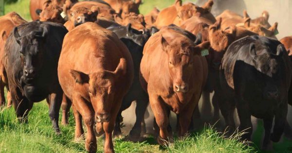 El INTA medirá gases emitidos por la ganadería - Revista Chacra