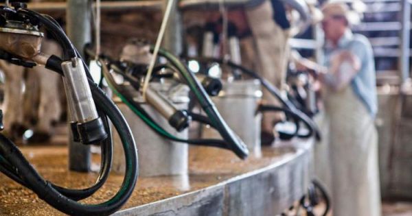 La lechería sigue siendo el sector más perjudicado - Revista Chacra