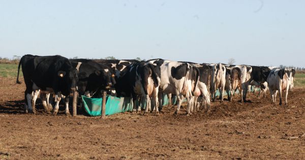 Lechería crecería en 2017 - Revista Chacra