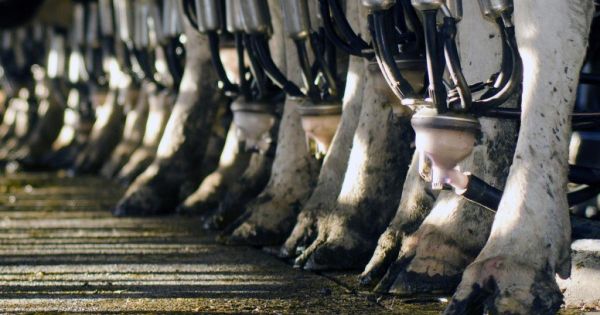 La lechería frente a un punto de quiebre - Revista Chacra