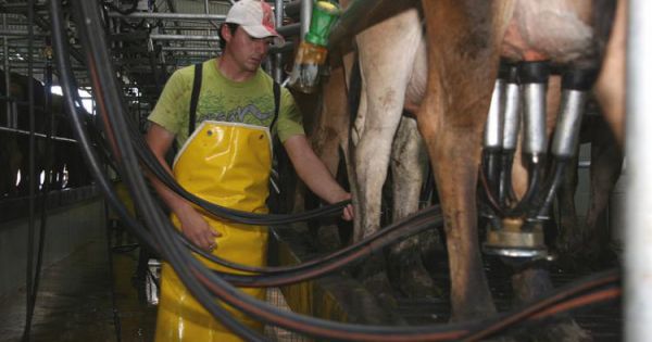 Las dos señales que alientan a la lechería argentina - Revista Chacra