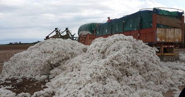 Primicia nacional de algodón en San Bernardo - Revista Chacra