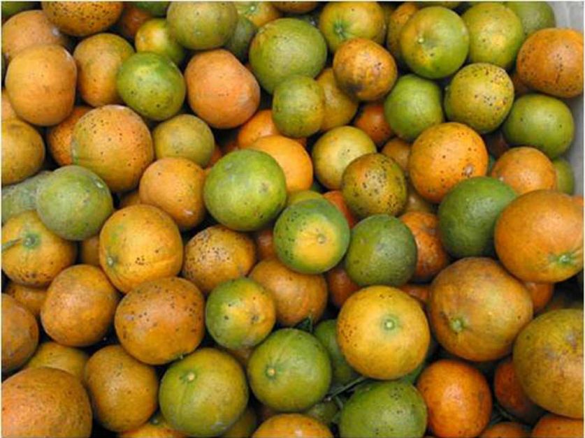 Argentina celebra la reapertura del mercado brasileño para exportar cítricos