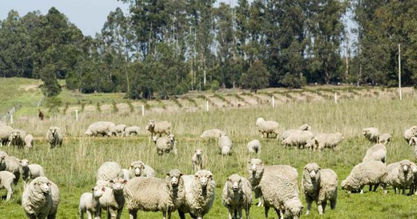 Río Negro: el logro de redistribuir las ovejas - Revista Chacra