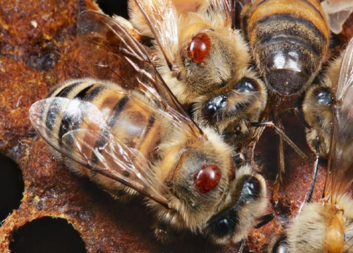 Resultado de imagen para acaro varroa