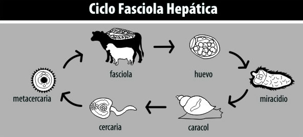 Las medicinas contra las lombrices a la persona