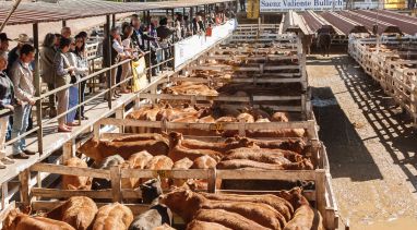 Resultado de imagen para El nuevo mercado de Hacienda se ubicará al lado de la Ricchieri