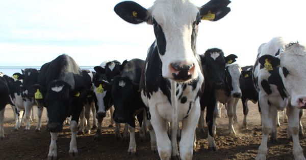 Lechería en crisis, un problema de todos - Revista Chacra