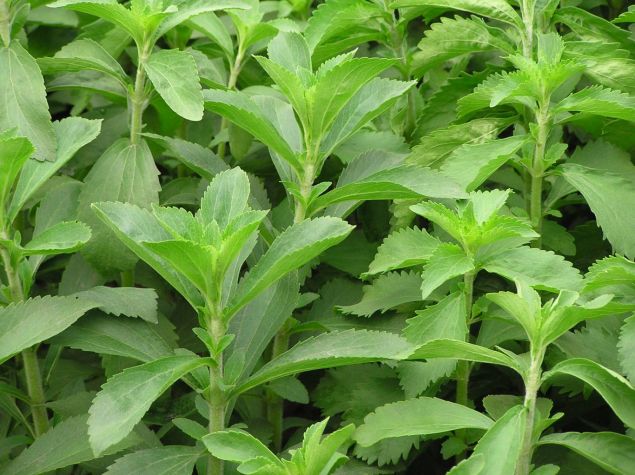 Stevia Common