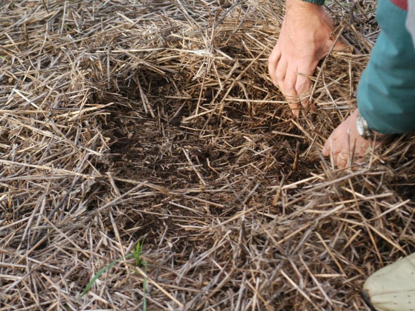 La cobertura del suelo afecta la cantidad de glifosato en el agua de escurrimiento