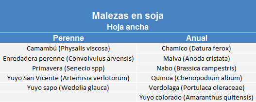 Hoja ancha imagen 2