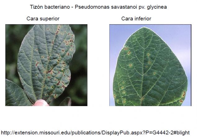 Tizon bacteriano soja