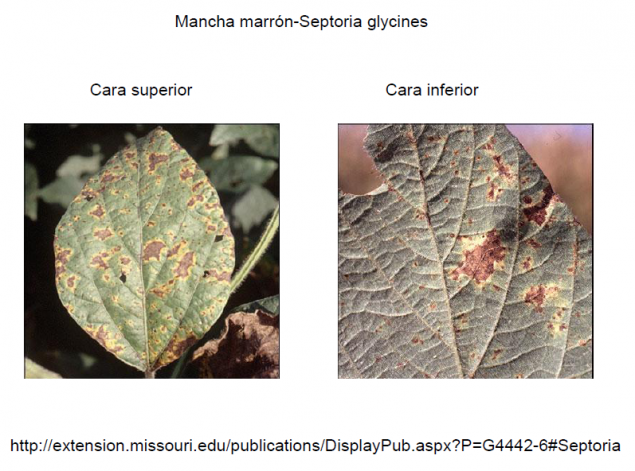 Septoria soja