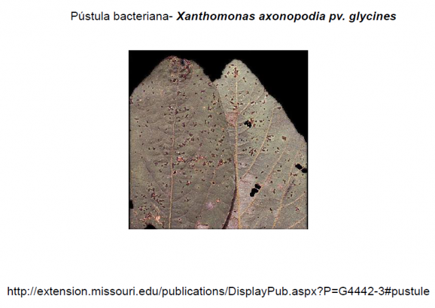Pustula bacteriana soja