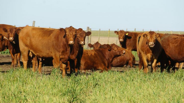 De locos: una de las principales ciudades europeas prohibirá la publicidad de carne en espacios públicos