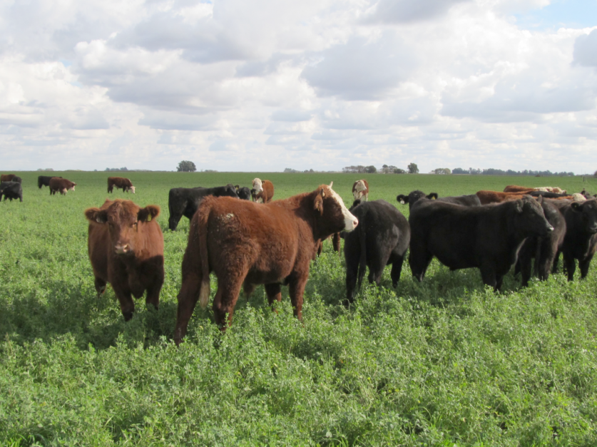 Un hongo desalienta la alimentación de las vacas