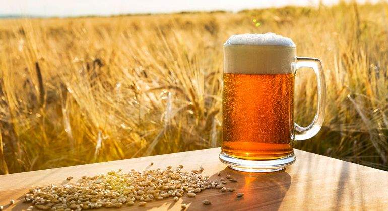 La cebada, el alma dorada de la cerveza: Un viaje desde el campo hasta tu vaso