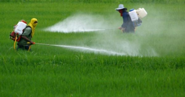 Nueva norma dará seis meses al gobierno para dejar de comprar glifosato