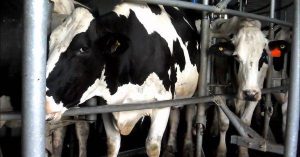 Pequeños productores apuestan a la lechería sostenible - Revista Chacra