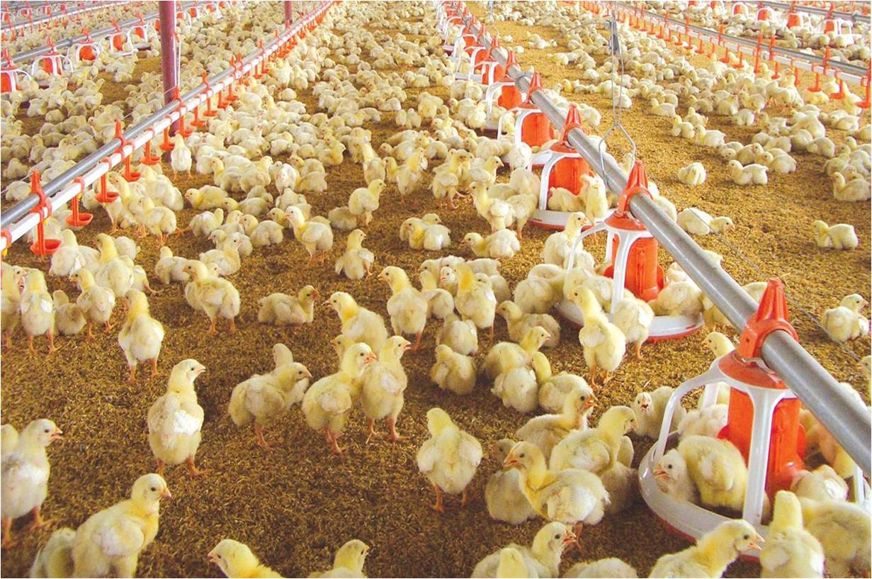 Pollos parrilleros: evalúan probióticos como alternativa a los antibióticos  - Revista Chacra