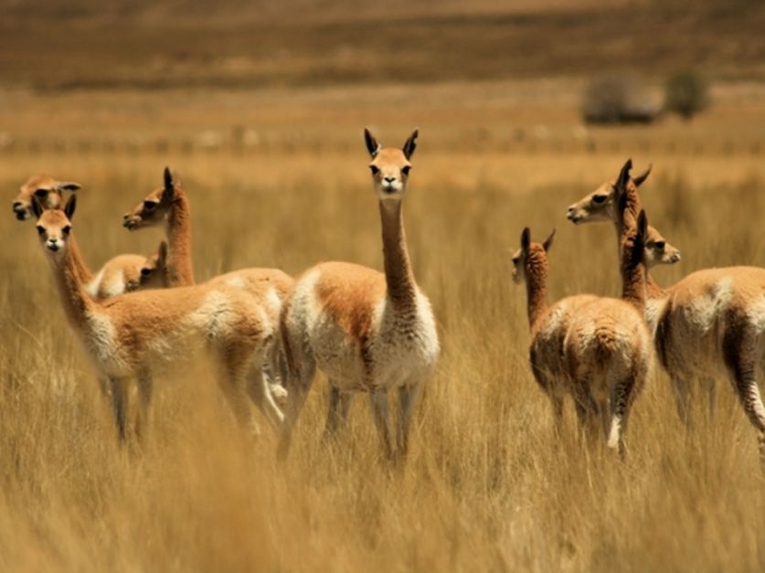 Conservación y manejo sustentable de vicuñas - Revista Chacra