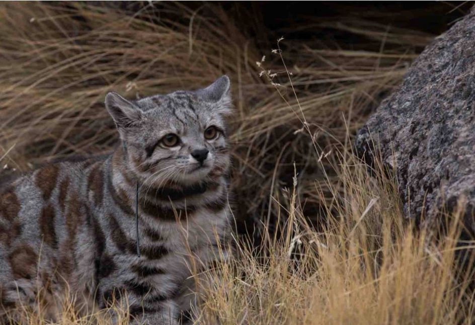Aparecio Un Gato Andino Tras Doce Anos Sin Ser Visto Revista Chacra