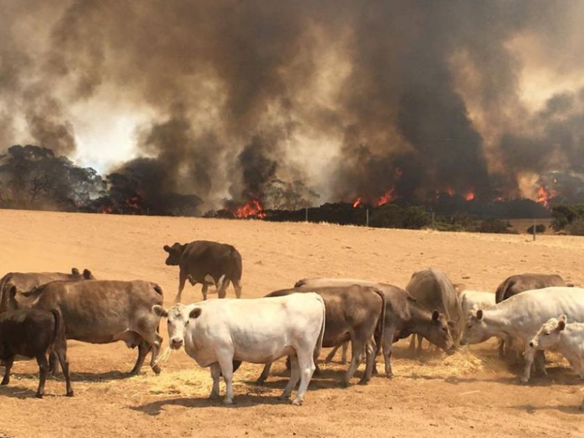 El impacto del incendio en la producción de carne - Revista Chacra