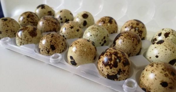 Huevos de codorniz, un alimento para combatir malestares - Revista Chacra