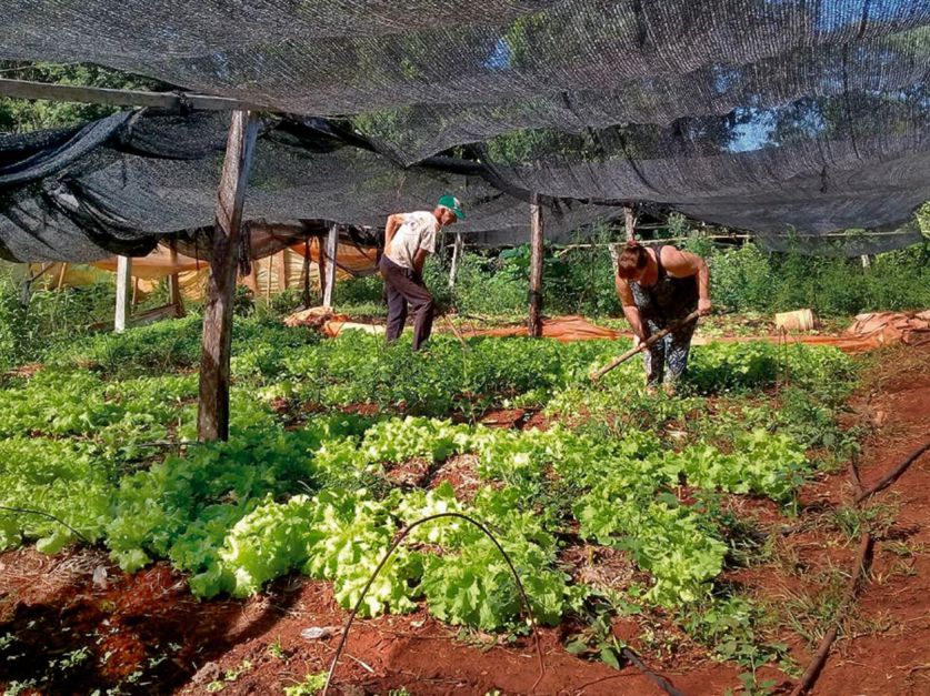 Implementan nuevas líneas de créditos para agricultores misioneros Revista Chacra Implementan nuevas líneas de créditos para agricultores misioneros Revista Chacra