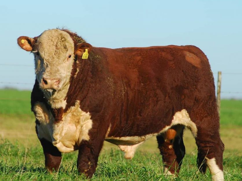 Matan a un destacado toro Hereford de pedigree - Revista Chacra