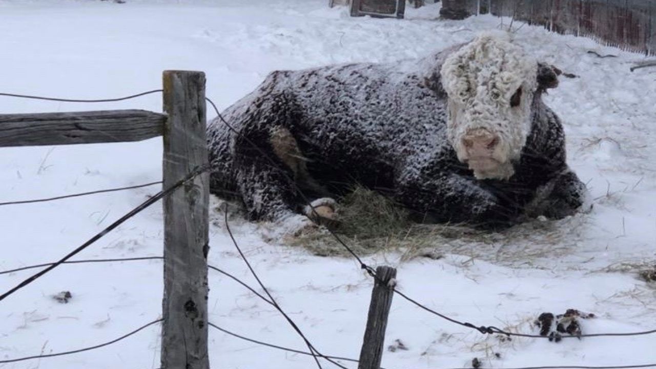 Nevadas mortales en Santa Cruz: desafíos y solidaridad