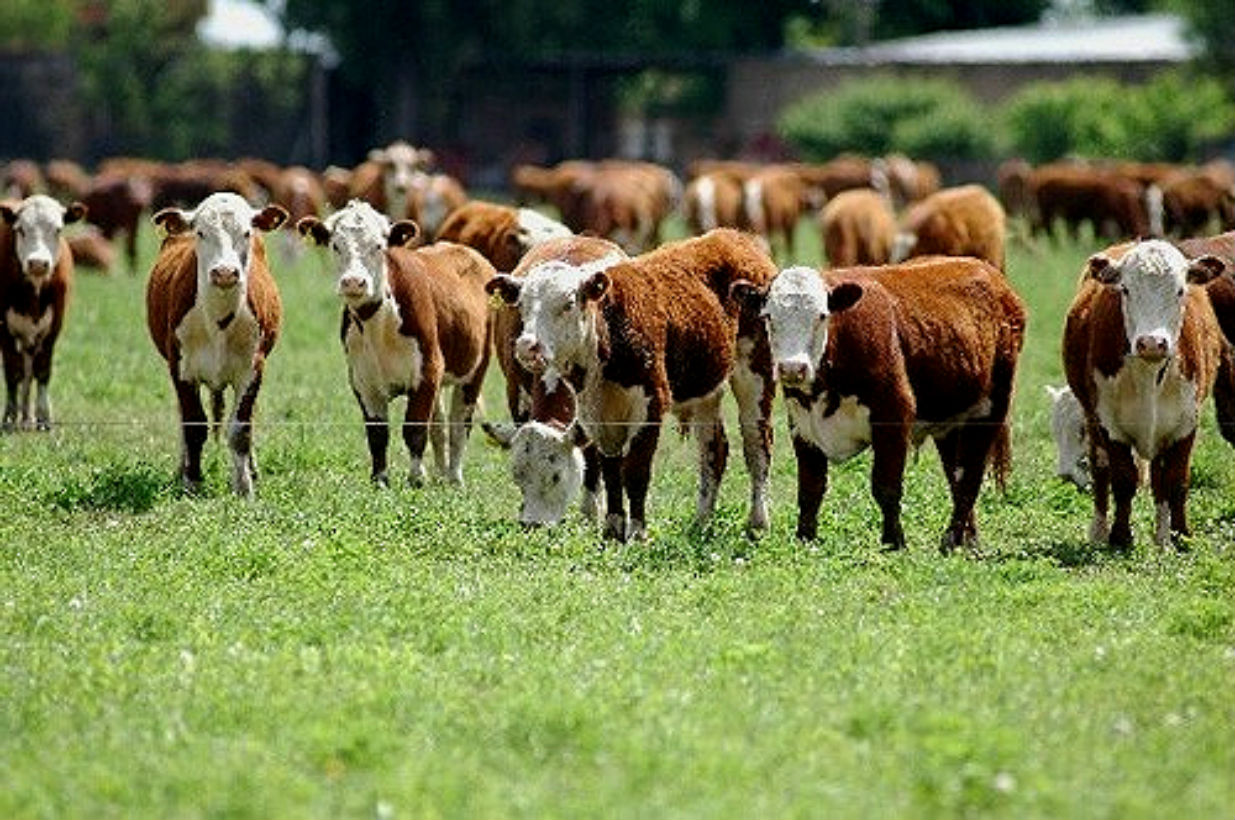 Agro: el RIMI reduce carga fiscal y mejora flujo de caja