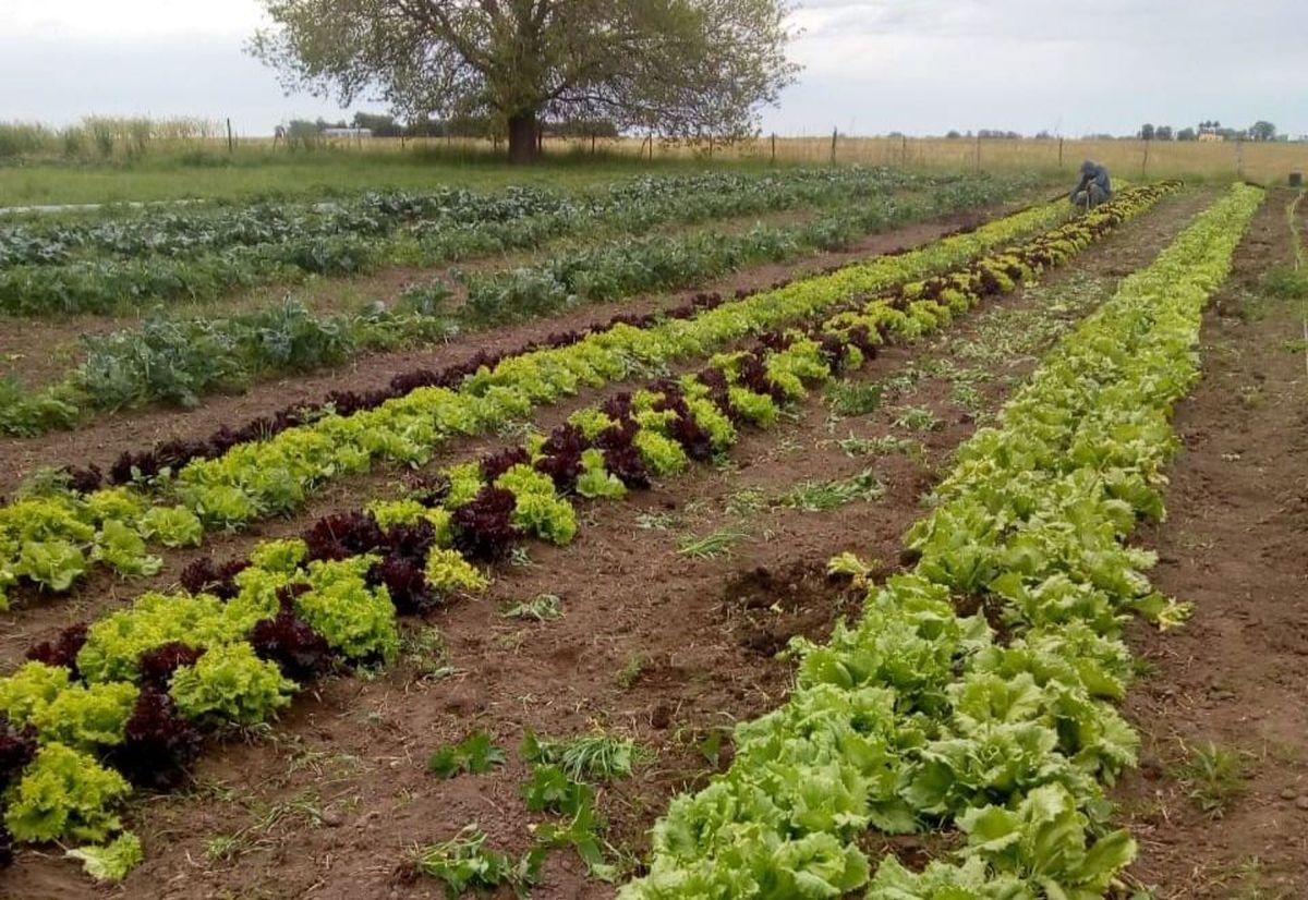Agricultura y ganadería en Arrecifes: un vistazo al corazón productivo de la región