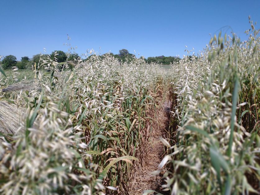 Avena qué tener en cuenta para la siembra Revista Chacra