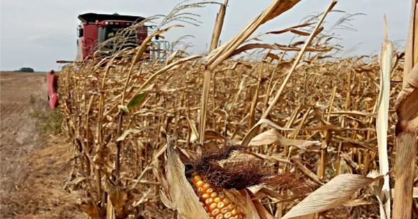 Domestic soybean and corn prices close to 2021 values