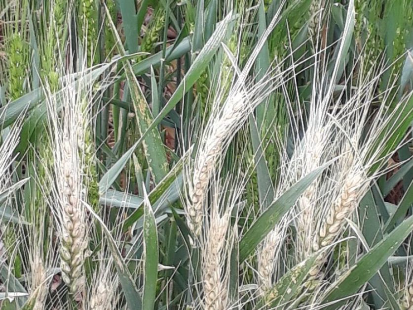 La falta de lluvias y las heladas comprometen el rendimiento del trigo - Revista Chacra