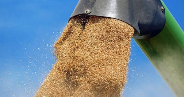 More controls: producers must report the volume of grain production twice a year