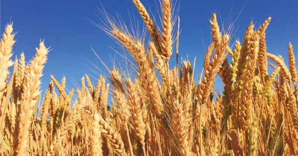 Lack of rain and geopolitical uncertainty contribute to wheat