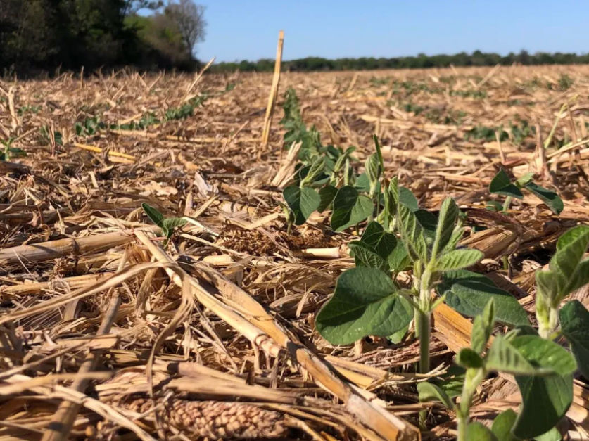 El director del Distrito Chaco-Formosa de la Sociedad Rural Argentina (SRA), Alberto Dansey, aseguró que "la situación es desesperante para los productores agropecuarios" por las altas temperaturas y la falta de lluvias prolongadas, sumada a tres años de déficit