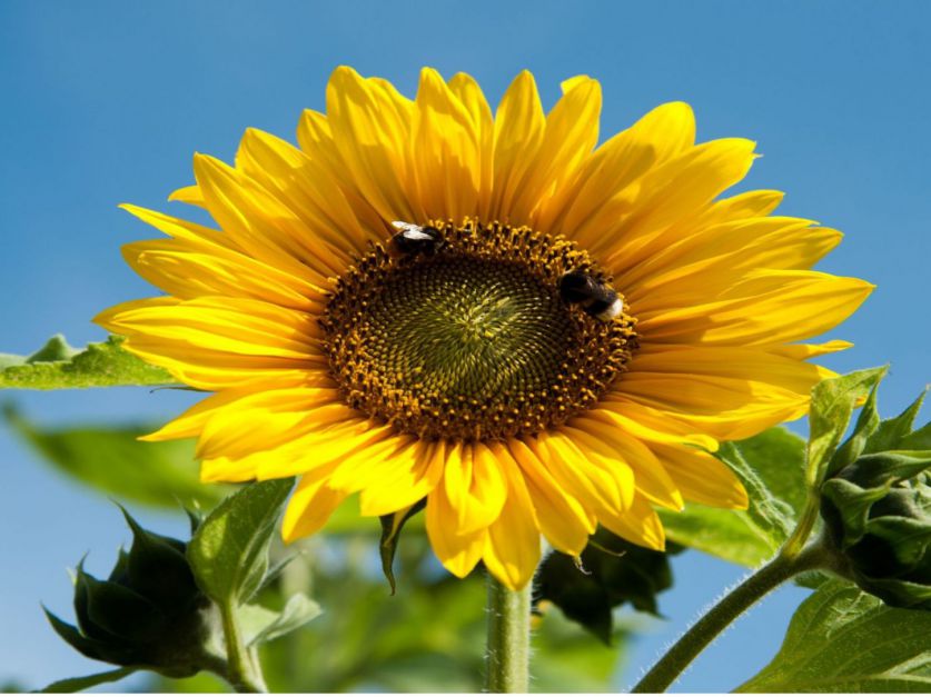 Girasol: la alternativa prometedora para la campa&ntilde;a 2024