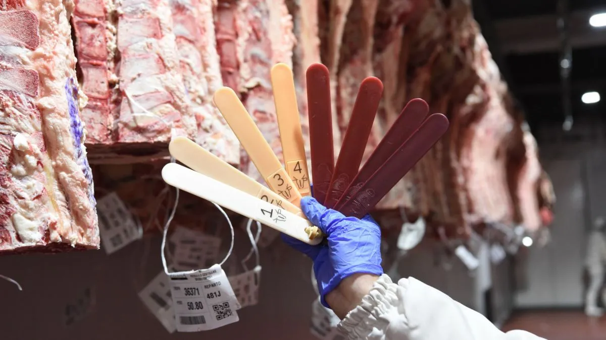 El nuevo sistema de tipificación bovina se consolida en Argentina