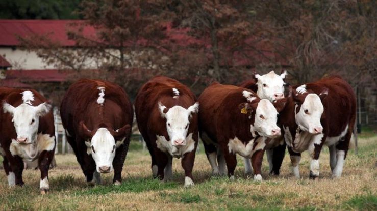 Se oficializó la medida: retenciones cero para exportaciones de carne 