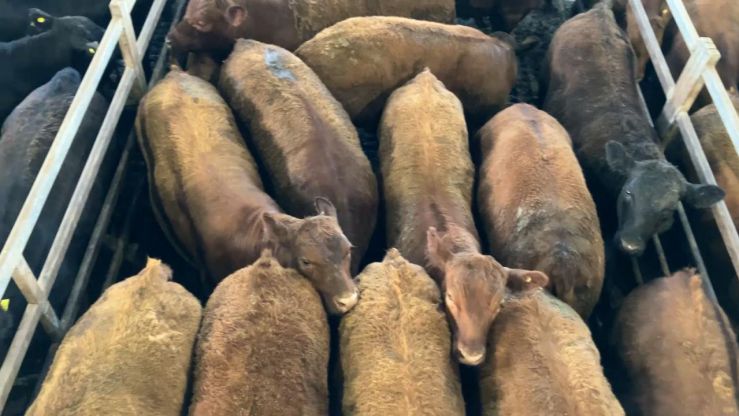 El Gobierno moderniza el control de la faena y crea un nuevo Sistema Integral de Trazabilidad Cárnica