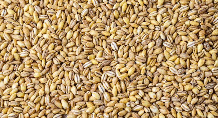 INASE moderniza la fiscalización de semillas: llega el rótulo IQR para trigo y cebada