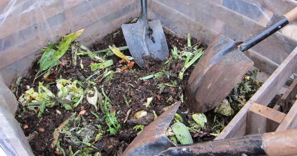 En el patio o el balcón - Revista Chacra