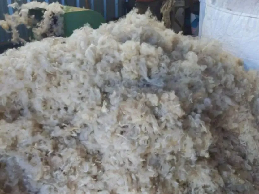 Del descarte al valor: desarrollan aislantes térmicos con lana de oveja en San Luis