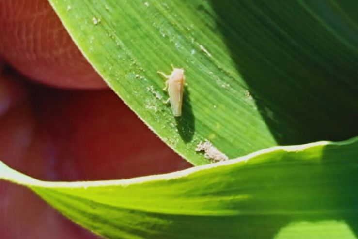 Confirman la presencia de la chicharrita del maíz en Córdoba