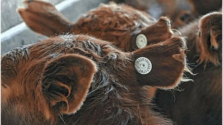 El Senasa oficializó la trazabilidad electrónica obligatoria para todo el ganado bovino, bubalino y cérvido