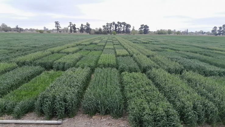Campaña récord de trigo: los ensayos del INTA anticipan rindes históricos